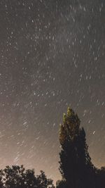 Low angle view of trees against star field at night