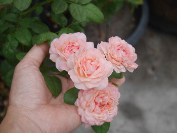 Close-up of hand holding pink rose flower