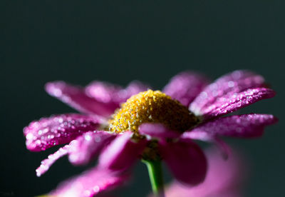 Close-up of water drops on pink flower