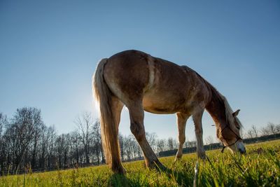 Horse on field against sky