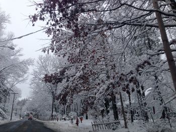 Bare trees on snow covered road