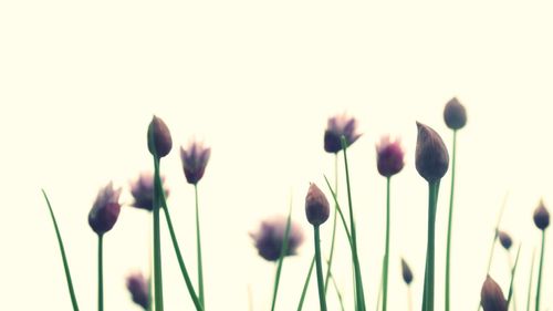 Close-up of flowers in field