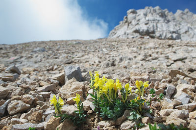 Close-up of rocks on land against sky