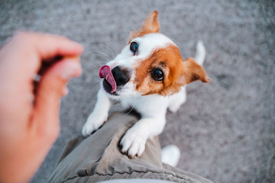 Top view of cute jack russell dog in the street. standing close to owner feet. pets outdoors