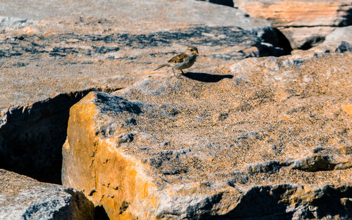 High angle view of rock on land