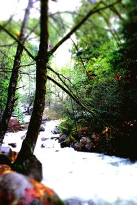 Close-up of plants growing on land