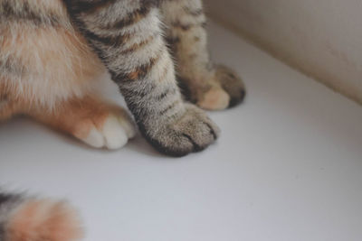 Low section of cat relaxing on floor