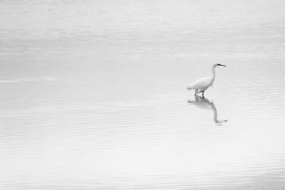 Bird perching on lake