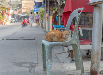 Cat sitting outdoors