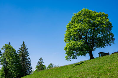 Low angle view of trees on field against clear blue sky