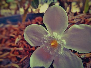 Close-up of white flowers