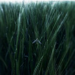 Close-up of spider on web