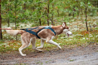 Full length of a dog on land