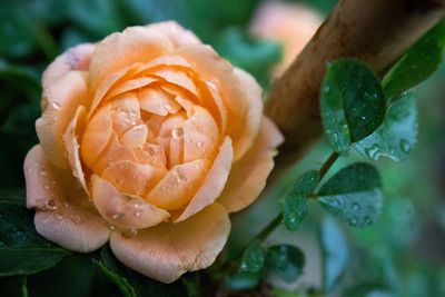 Close-up of wet flower