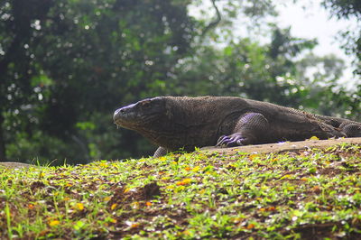 Close-up of lizard on tree