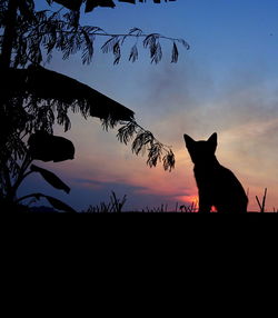 Silhouette cat against sky during sunset