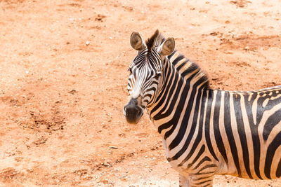 Close up to a zebra at the zoo