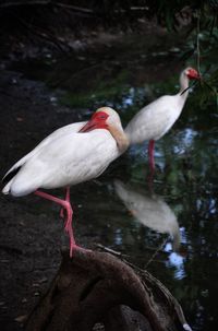 View of birds in lake