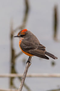 Close-up of bird perching on branch