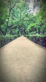 Footpath amidst trees