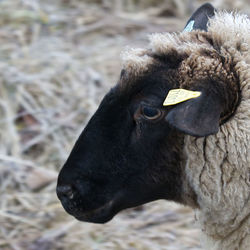 Sheep in the cold