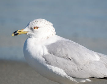 Close-up of seagull looking away