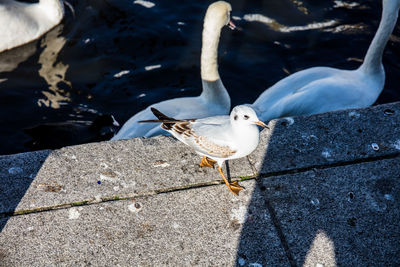 High angle view of seagulls