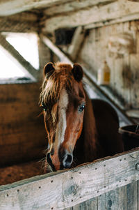 Horse in stable