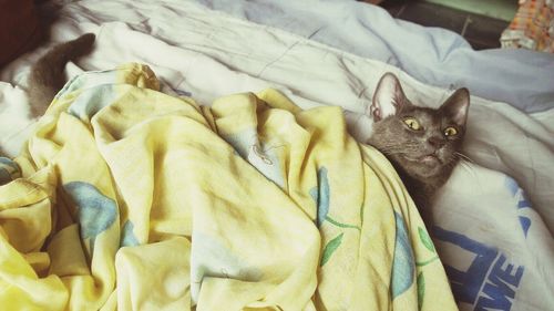 Portrait of cat relaxing on bed at home