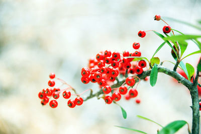 Red berries growing on plant