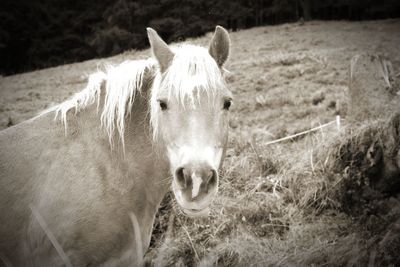 horse