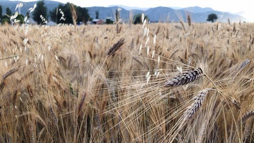 View of wheat field