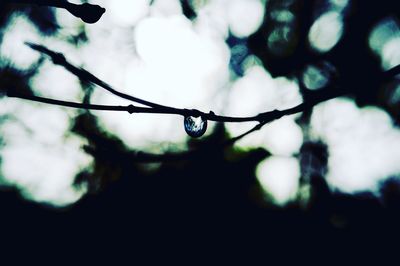 Close-up of water drops on stem against sky