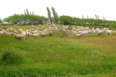 Flock of sheep on grassy field against sky