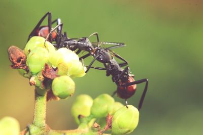 Close-up of insect on plant