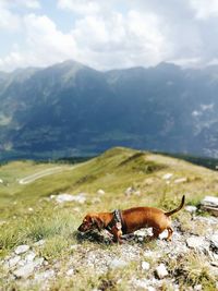 View of dog in the mountain landscape 