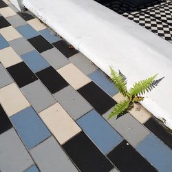 High angle view of plants on tiled floor