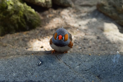 Finch perching on rock