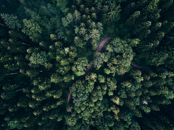 Aerial view of trees in forest during foggy weather