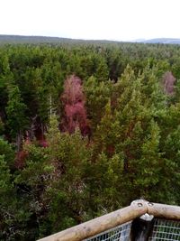 Scenic view of forest against sky