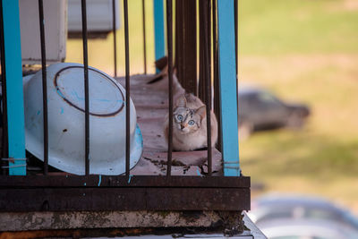 Portrait of a cat