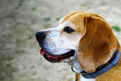 Close-up of dog looking away