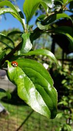 Close-up of ladybug on plant