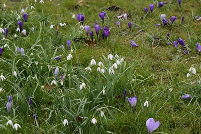 Purple flowers blooming in field