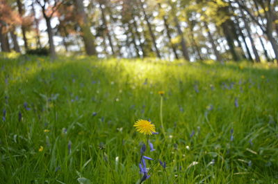Close-up of yellow flower on field