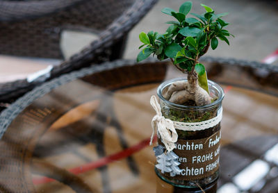 Potted plant on table at home