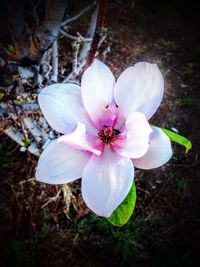 Close-up of white flower