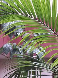 Palm leaves on palm tree