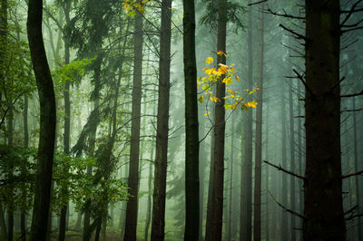 Yellow flower trees in forest