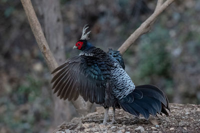 Close-up of bird perching on a rock